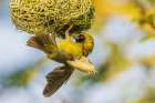 Southern masked weaver putting finishing touches on nest, southern Africa Art Print